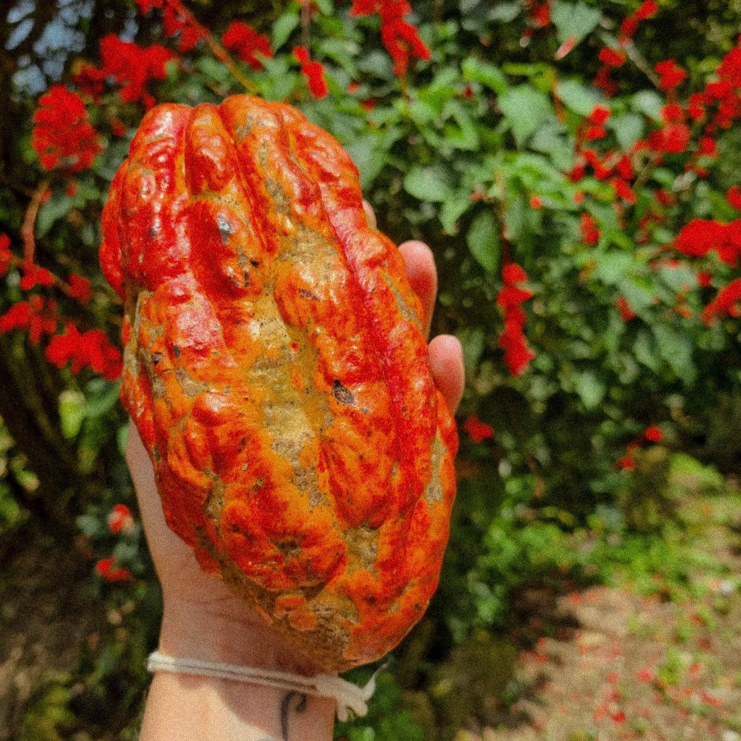 Ceremonial Cacao - 1/2 kilo (1.1 lb)