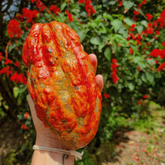 Ceremonial Cacao - 1/2 kilo (1.1 lb)